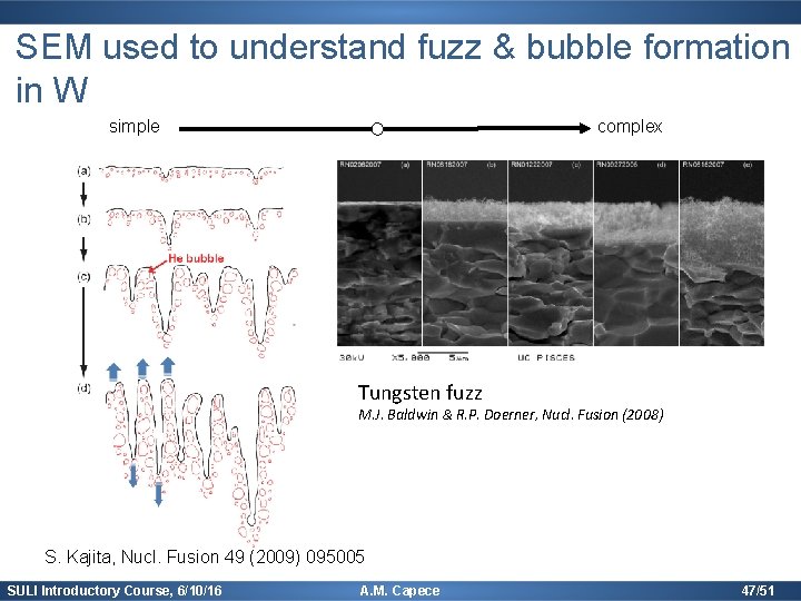 SEM used to understand fuzz & bubble formation in W simple complex Tungsten fuzz