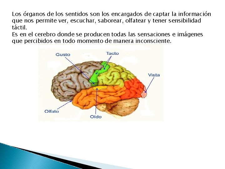 Los órganos de los sentidos son los encargados de captar la información que nos