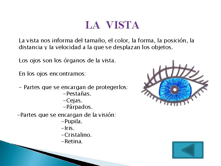 LA VISTA La vista nos informa del tamaño, el color, la forma, la posición,