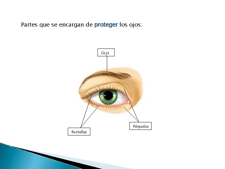 Partes que se encargan de proteger los ojos: Ceja Párpados Pestañas 