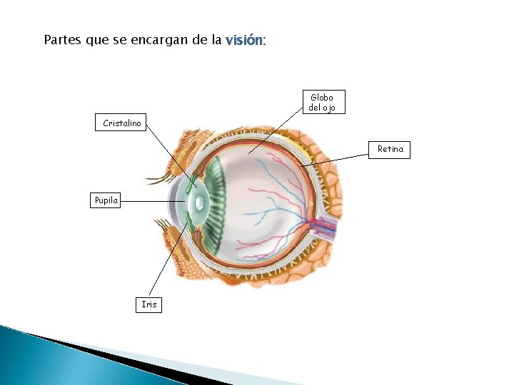 Partes que se encargan de la visión: Globo del ojo Cristalino Retina Pupila Iris