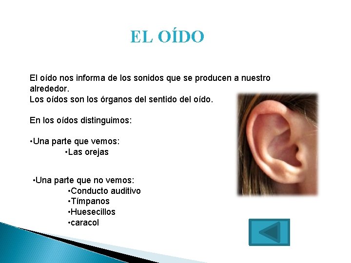 EL OÍDO El oído nos informa de los sonidos que se producen a nuestro