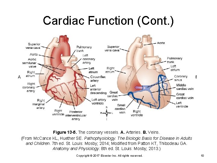 Cardiac Function (Cont. ) Figure 13 -5. The coronary vessels. A. Arteries. B. Veins.