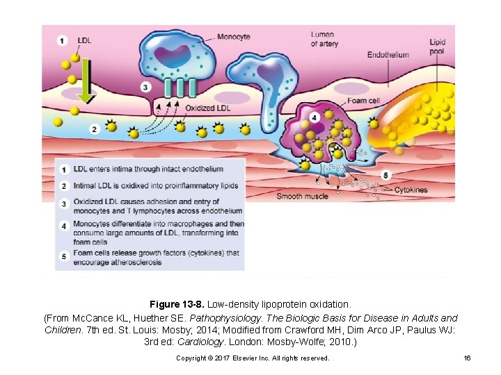 Figure 13 -8. Low-density lipoprotein oxidation. (From Mc. Cance KL, Huether SE. Pathophysiology. The