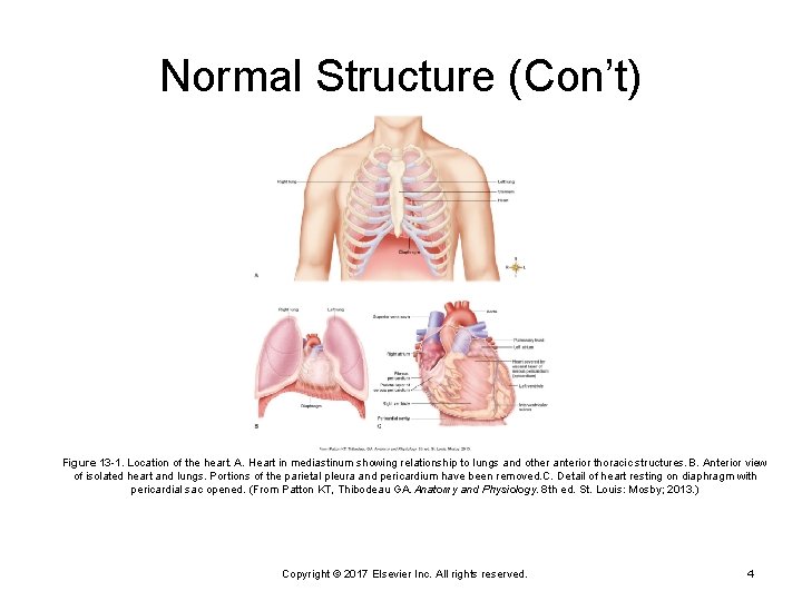 Normal Structure (Con’t) Figure 13 -1. Location of the heart. A. Heart in mediastinum