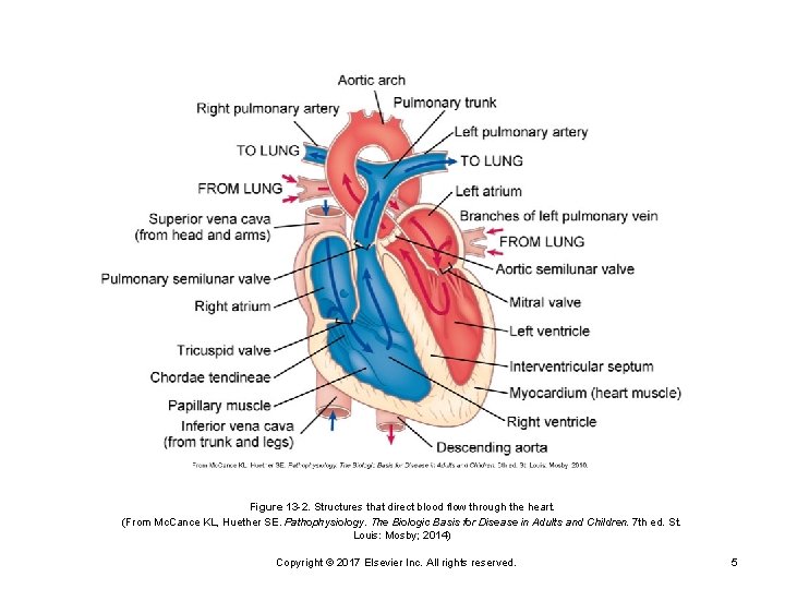 Figure 13 -2. Structures that direct blood flow through the heart. (From Mc. Cance