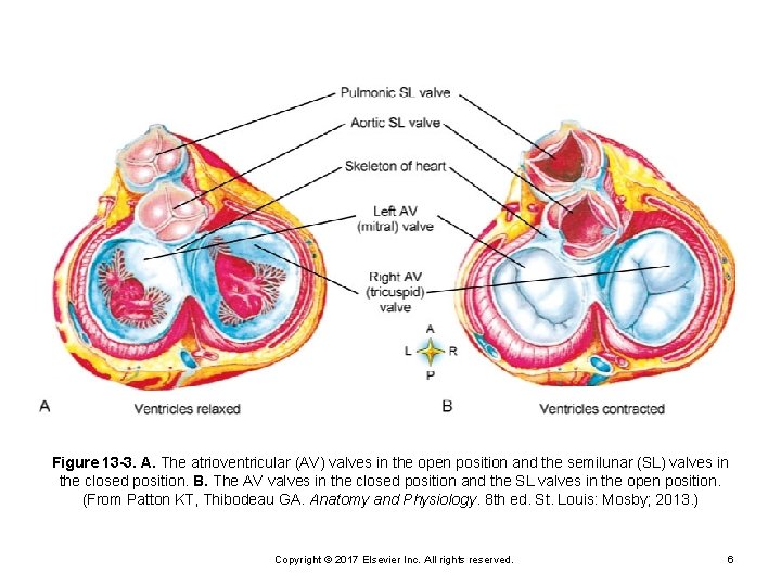 Figure 13 -3. A. The atrioventricular (AV) valves in the open position and the