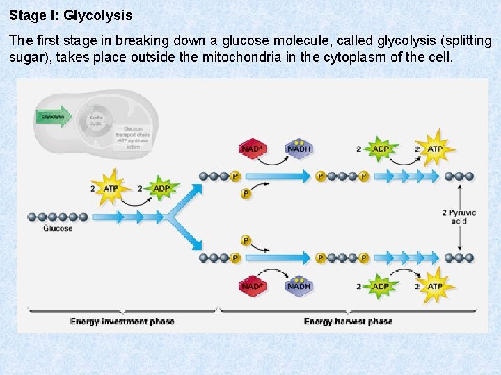 Stage I: Glycolysis The first stage in breaking down a glucose molecule, called glycolysis