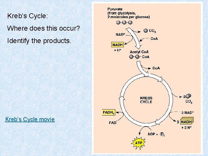 Kreb’s Cycle: Where does this occur? Identify the products. Kreb’s Cycle movie 
