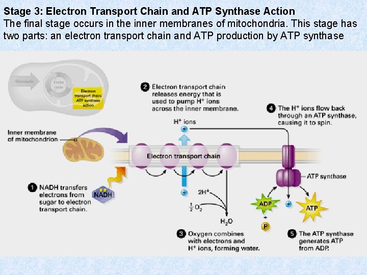 Stage 3: Electron Transport Chain and ATP Synthase Action The final stage occurs in