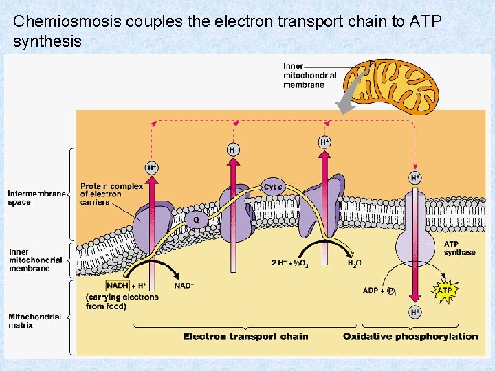 Chemiosmosis couples the electron transport chain to ATP synthesis 