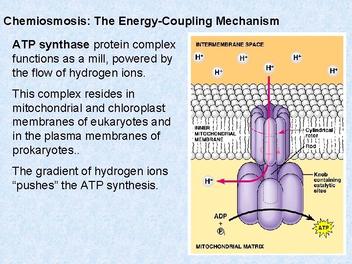 Chemiosmosis: The Energy-Coupling Mechanism ATP synthase protein complex functions as a mill, powered by