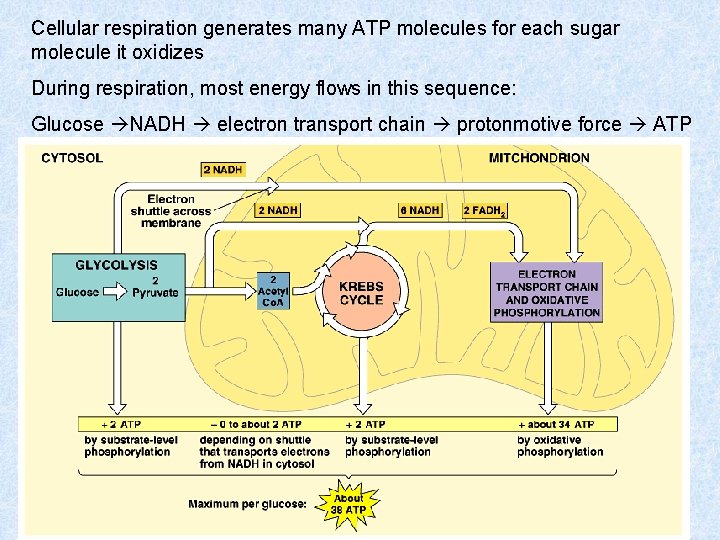 Cellular respiration generates many ATP molecules for each sugar molecule it oxidizes During respiration,