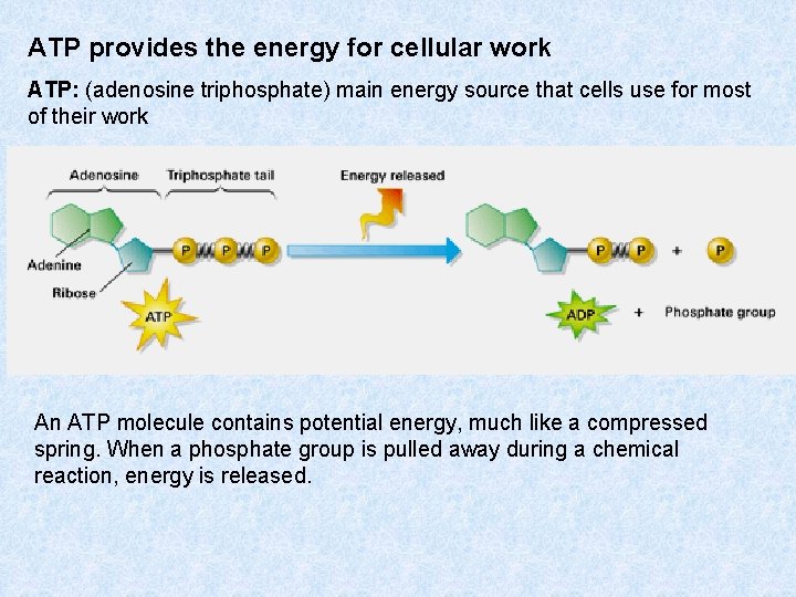 ATP provides the energy for cellular work ATP: (adenosine triphosphate) main energy source that