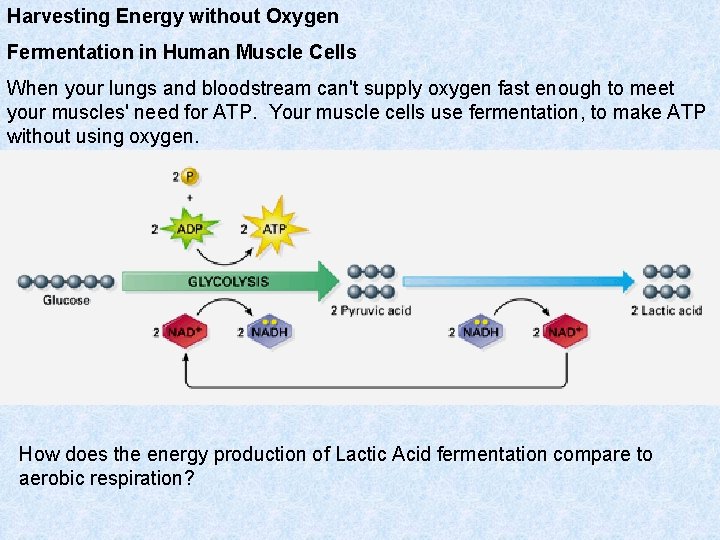 Harvesting Energy without Oxygen Fermentation in Human Muscle Cells When your lungs and bloodstream