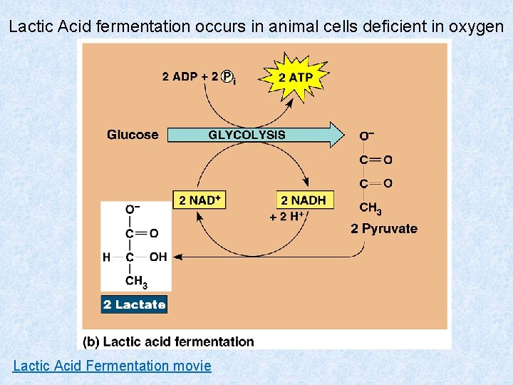 Lactic Acid fermentation occurs in animal cells deficient in oxygen Lactic Acid Fermentation movie