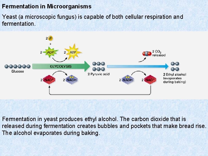 Fermentation in Microorganisms Yeast (a microscopic fungus) is capable of both cellular respiration and