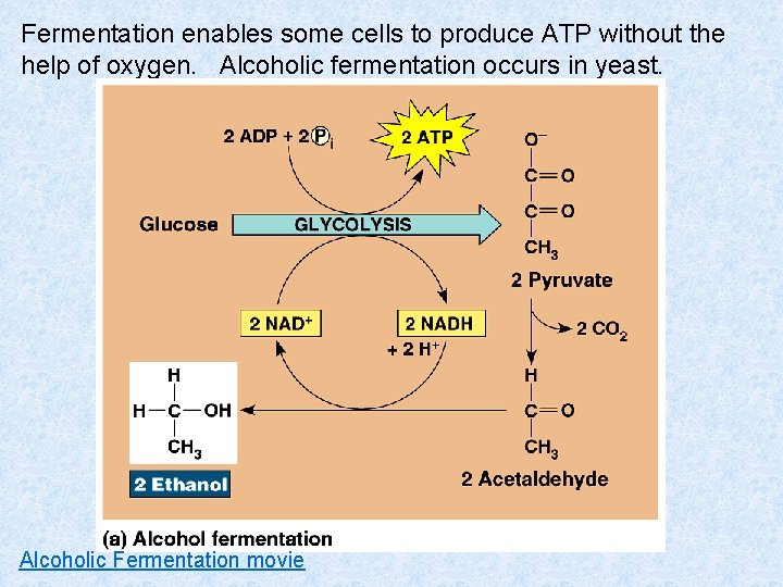 Fermentation enables some cells to produce ATP without the help of oxygen. Alcoholic fermentation