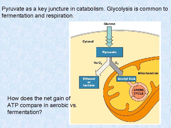 Pyruvate as a key juncture in catabolism. Glycolysis is common to fermentation and respiration.