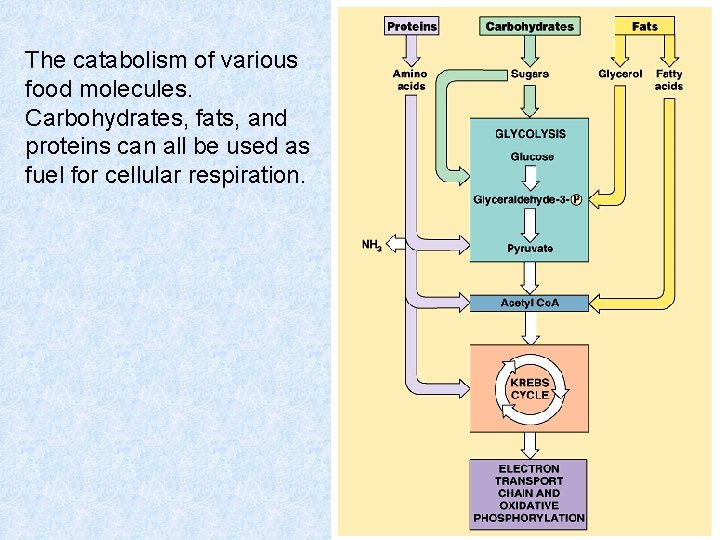 The catabolism of various food molecules. Carbohydrates, fats, and proteins can all be used