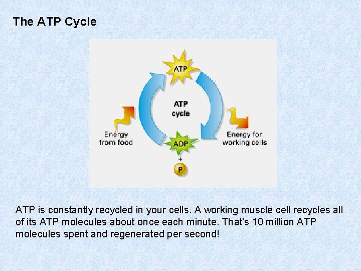 The ATP Cycle ATP is constantly recycled in your cells. A working muscle cell