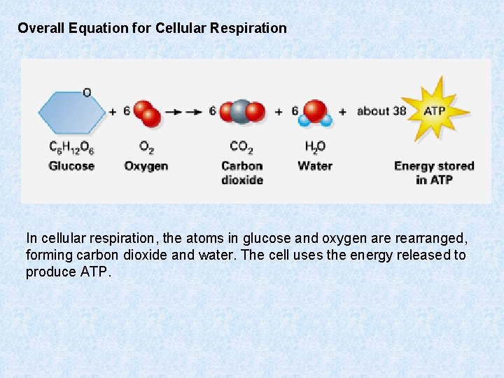 Overall Equation for Cellular Respiration In cellular respiration, the atoms in glucose and oxygen