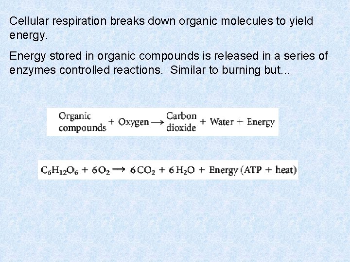 Cellular respiration breaks down organic molecules to yield energy. Energy stored in organic compounds