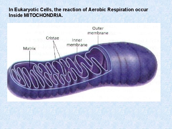 In Eukaryotic Cells, the reaction of Aerobic Respiration occur Inside MITOCHONDRIA. 