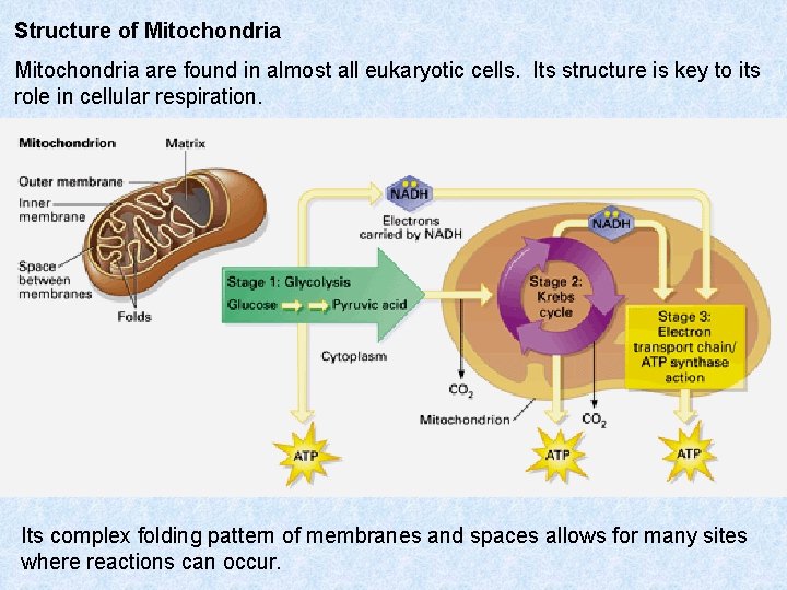 Structure of Mitochondria are found in almost all eukaryotic cells. Its structure is key