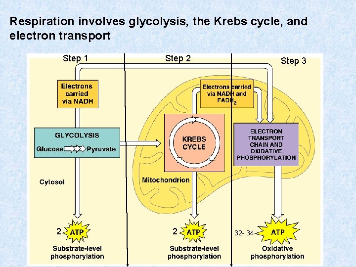 Respiration involves glycolysis, the Krebs cycle, and electron transport Step 1 2 Step 2