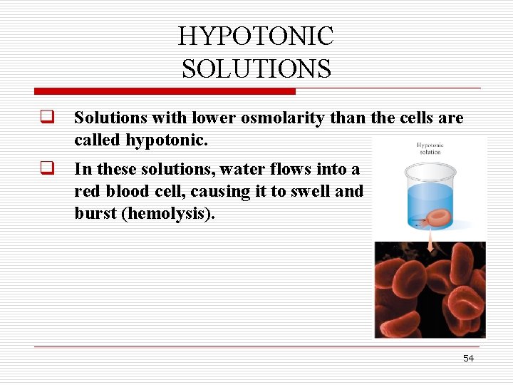HYPOTONIC SOLUTIONS q Solutions with lower osmolarity than the cells are called hypotonic. q HYPOTONIC SOLUTIONS q Solutions with lower osmolarity than the cells are called hypotonic. q