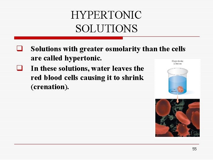 HYPERTONIC SOLUTIONS q Solutions with greater osmolarity than the cells are called hypertonic. q HYPERTONIC SOLUTIONS q Solutions with greater osmolarity than the cells are called hypertonic. q