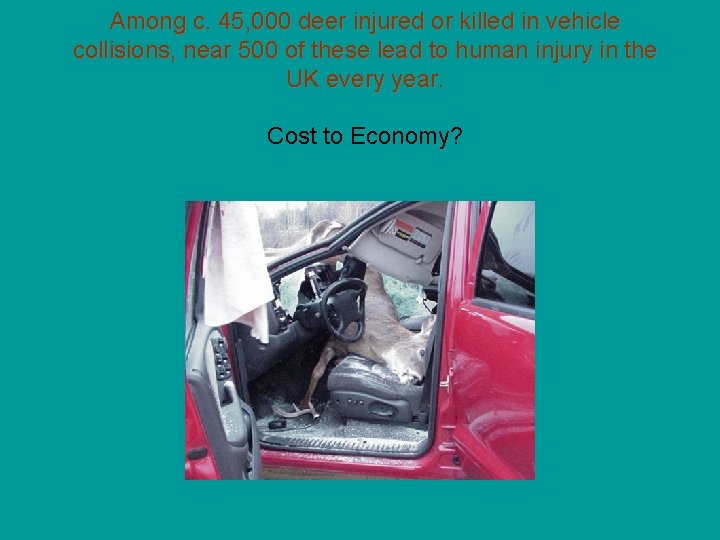 Among c. 45, 000 deer injured or killed in vehicle collisions, near 500 of