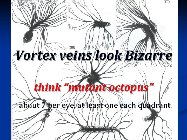Vortex veins look Bizarre think “mutant octopus” about 7 per eye, at least one