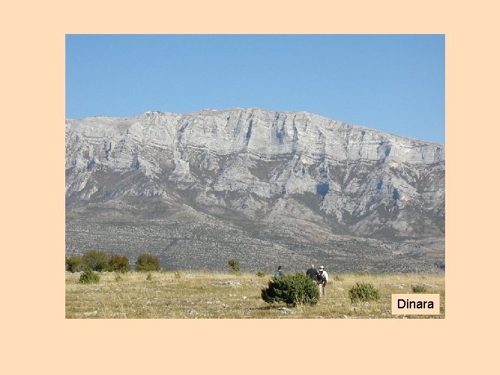 Dinara Dinara