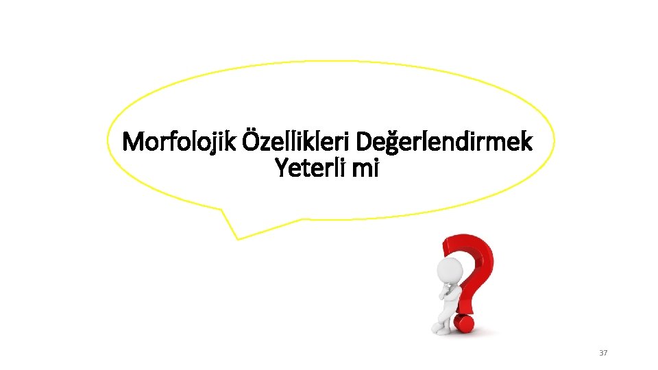 Morfolojik Özellikleri Değerlendirmek Yeterli mi 37 