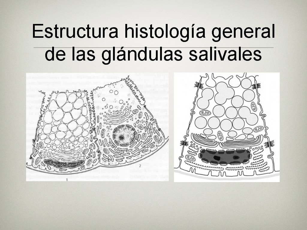 Estructura histología general de las glándulas salivales Estructura histología general de las glándulas salivales