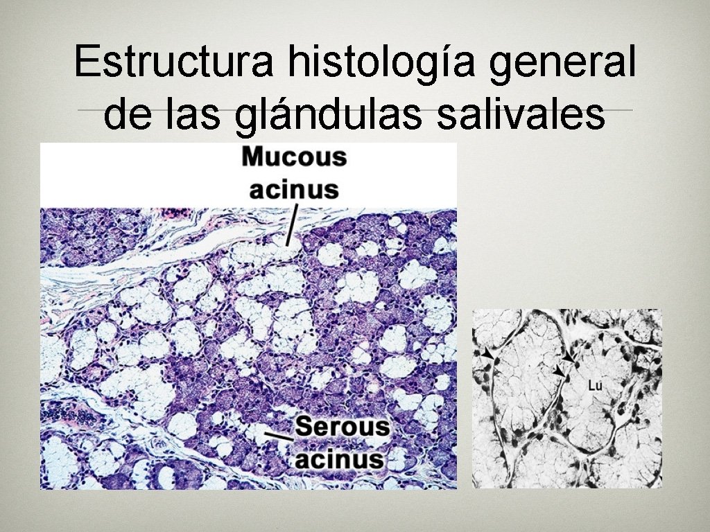 Estructura histología general de las glándulas salivales Estructura histología general de las glándulas salivales