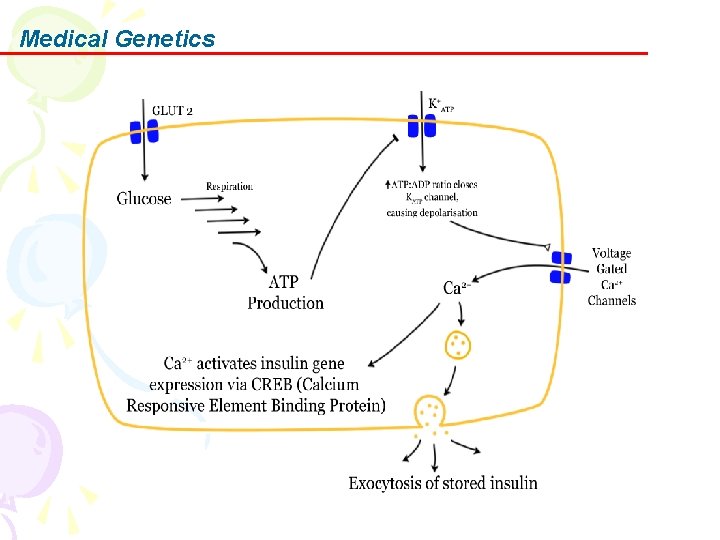 Medical Genetics 