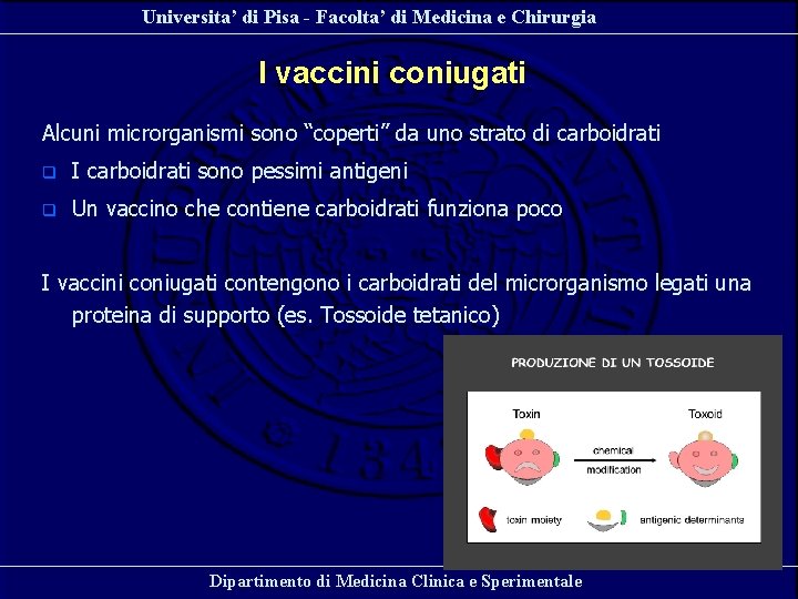 Universita’ di Pisa - Facolta’ di Medicina e Chirurgia I vaccini coniugati Alcuni microrganismi Universita’ di Pisa - Facolta’ di Medicina e Chirurgia I vaccini coniugati Alcuni microrganismi