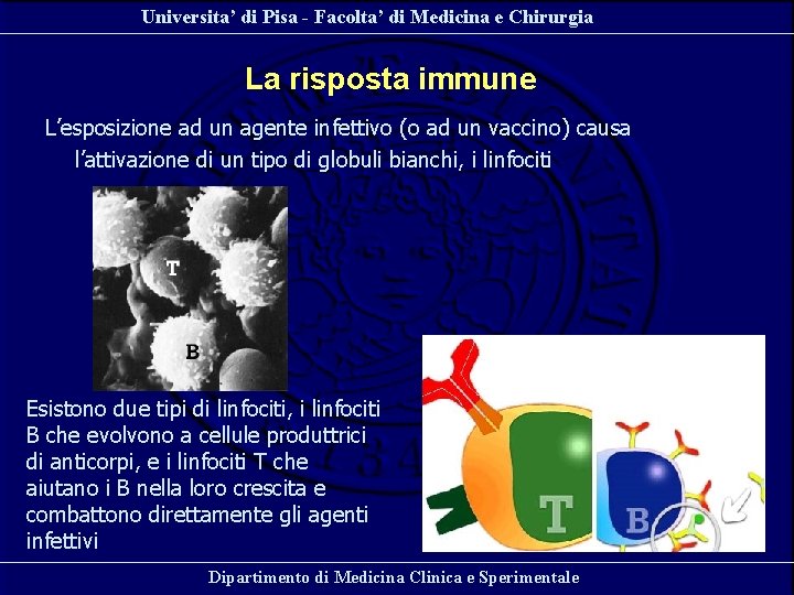 Universita’ di Pisa - Facolta’ di Medicina e Chirurgia La risposta immune L’esposizione ad Universita’ di Pisa - Facolta’ di Medicina e Chirurgia La risposta immune L’esposizione ad