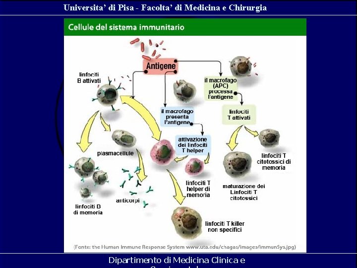 Universita’ di Pisa - Facolta’ di Medicina e Chirurgia Dipartimento di Medicina Clinica e Universita’ di Pisa - Facolta’ di Medicina e Chirurgia Dipartimento di Medicina Clinica e