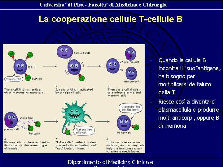Universita’ di Pisa - Facolta’ di Medicina e Chirurgia La cooperazione cellule T-cellule B Universita’ di Pisa - Facolta’ di Medicina e Chirurgia La cooperazione cellule T-cellule B