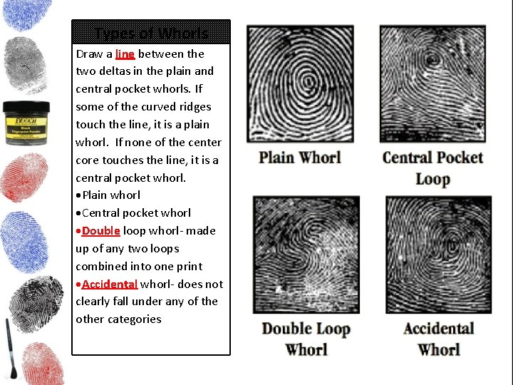 Types of Whorls Draw a line between the two deltas in the plain and