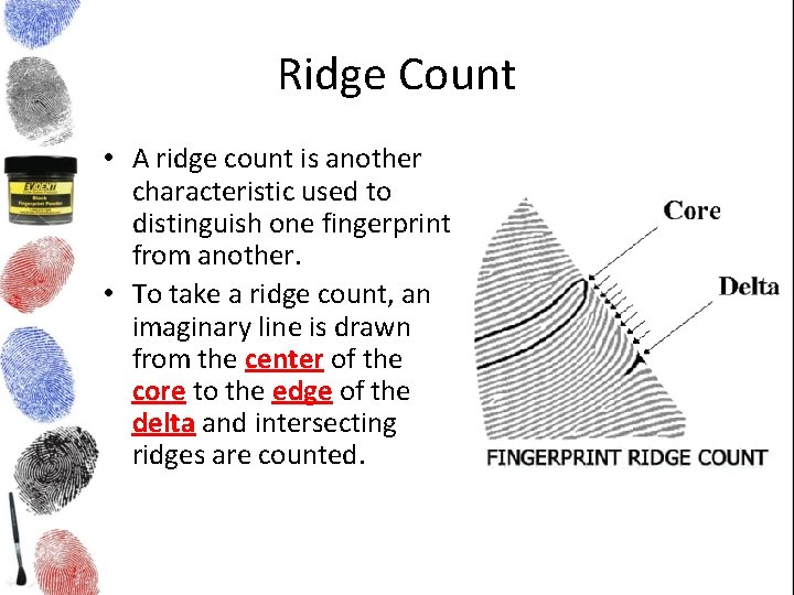 Ridge Count • A ridge count is another characteristic used to distinguish one fingerprint