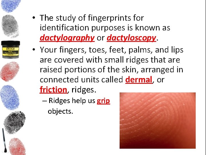  • The study of fingerprints for identification purposes is known as dactylography or