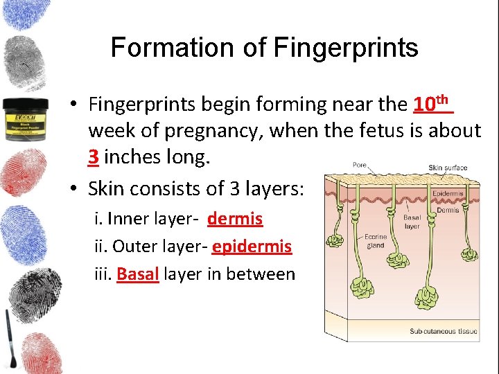 Formation of Fingerprints • Fingerprints begin forming near the 10 th week of pregnancy,