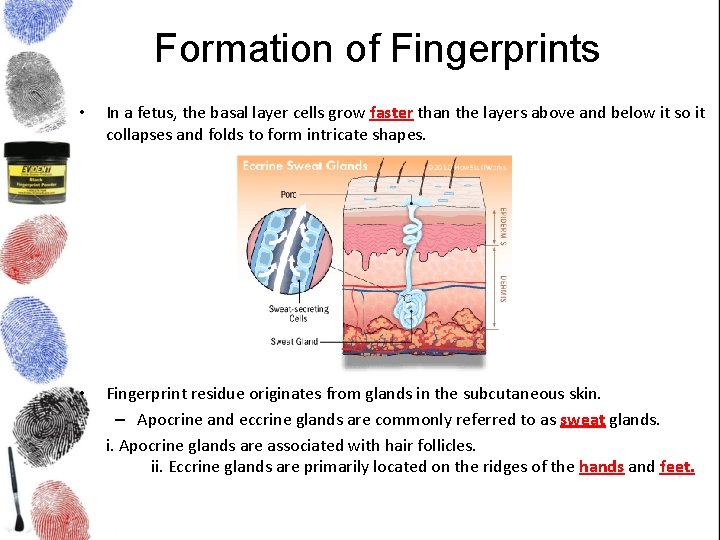 Formation of Fingerprints • In a fetus, the basal layer cells grow faster than