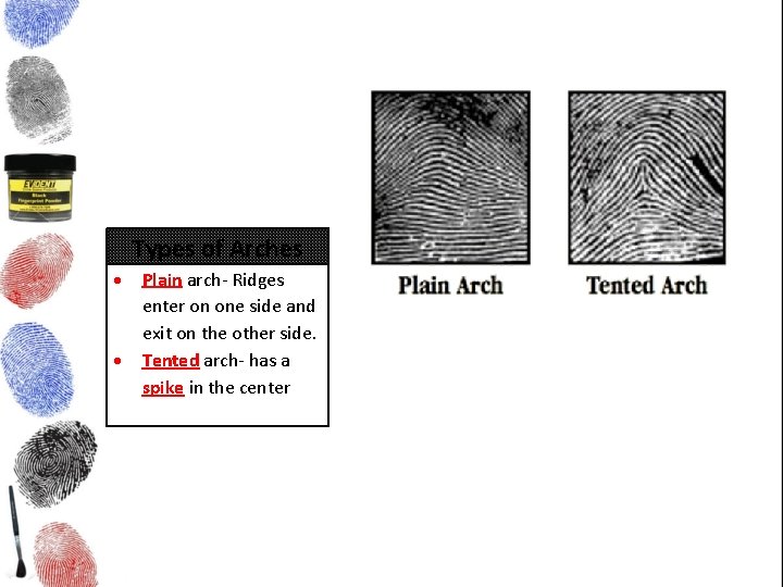 Types of Arches Plain arch- Ridges enter on one side and exit on the