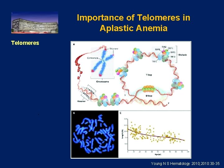 Importance of Telomeres in Aplastic Anemia Telomeres . Young N S Hematology 2010; 2010: